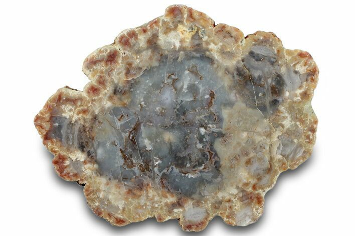 Polished Dinosaur Coprolite Nodule Half - Utah #307986